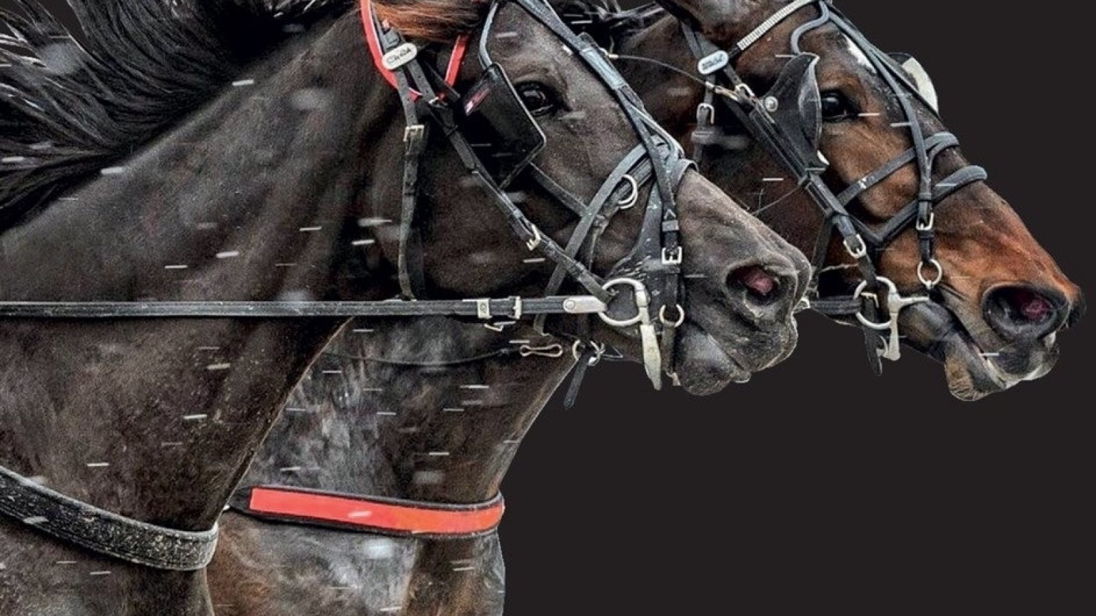 Belangrijke mededeling 352